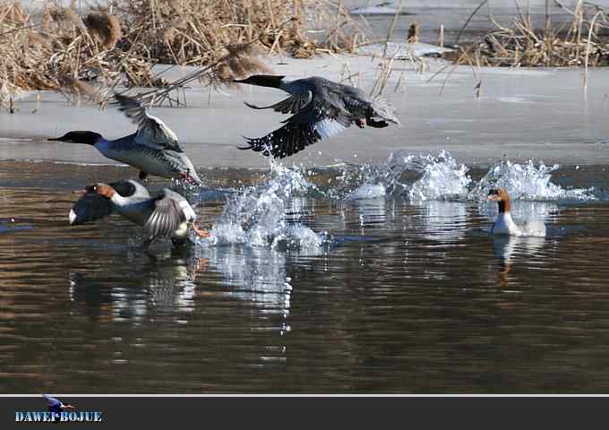 【新鸟】针尾鸭和白河湾的几只鸟