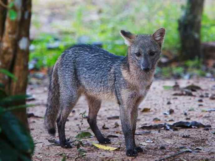 犬科：狐亚科食蟹狐属之食蟹狐