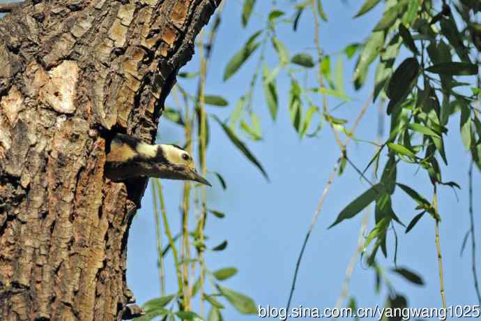 父子情深的大斑啄木鸟（2）