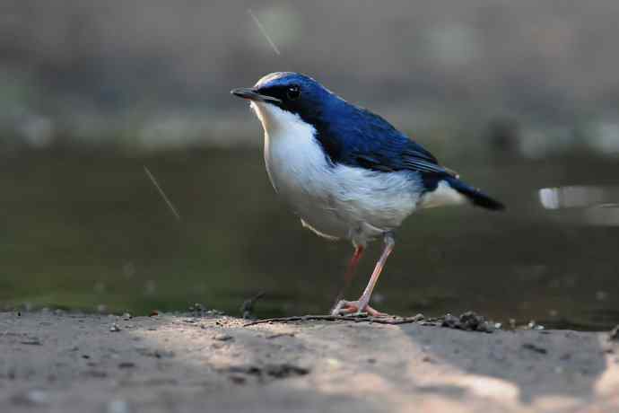 【综合】蓝歌邀宠 wbr五喉闹秋