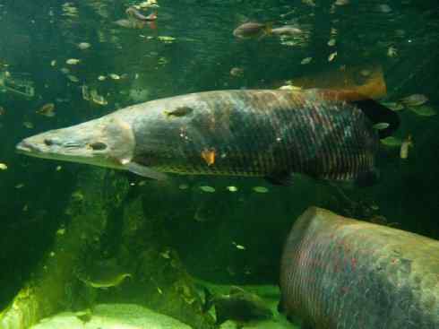 鱼类活化石：巨骨舌鱼
