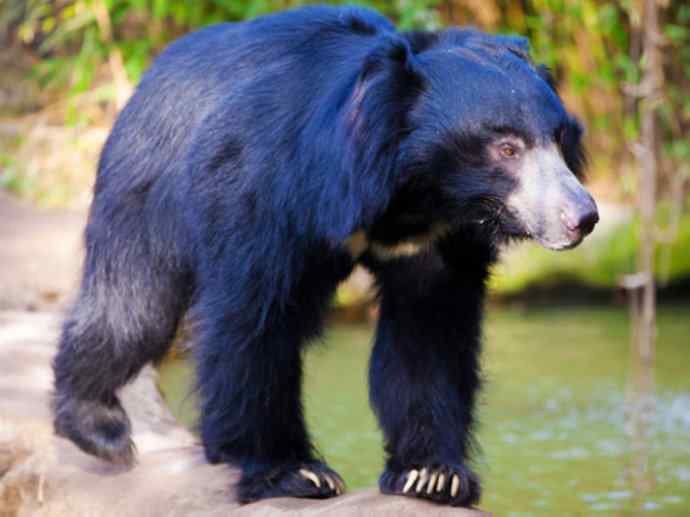 盘点十二大著名食蚁动物:懒熊