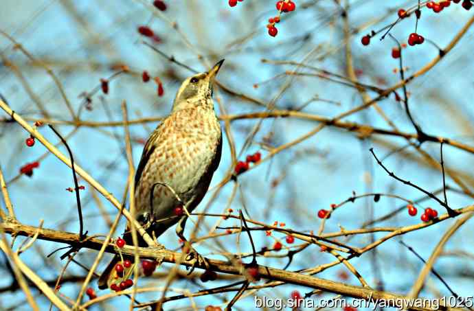 北京植物园的鸟类——斑鸫  1