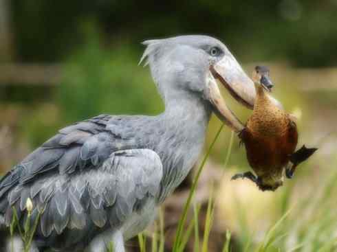 猎奇：奇特的鸟喙之一