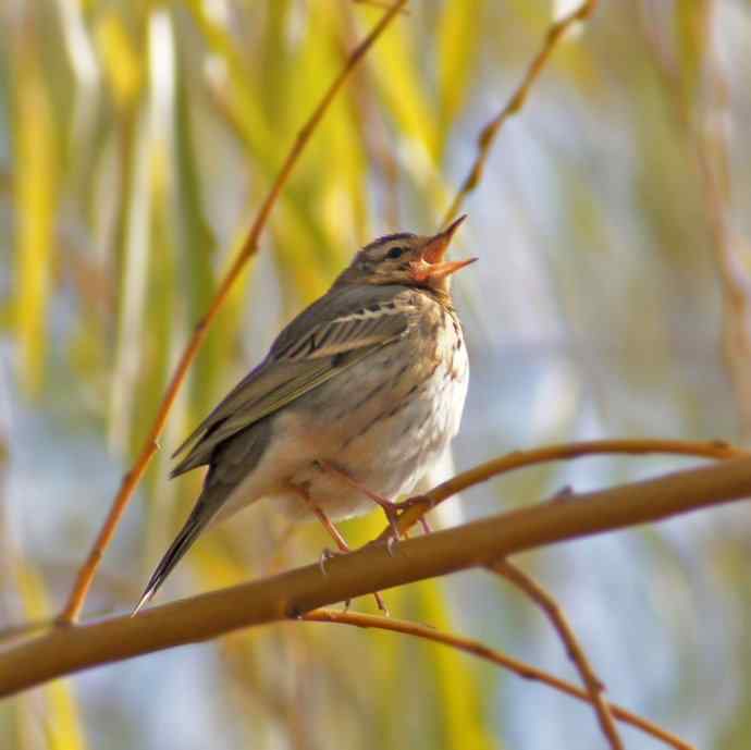 拍鸟黄金季节时