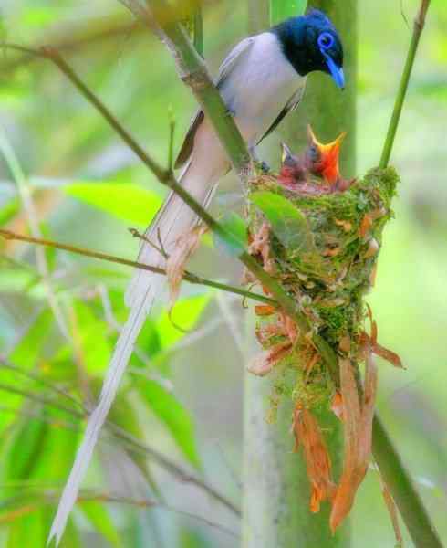 家禽驯化之源之二十九
