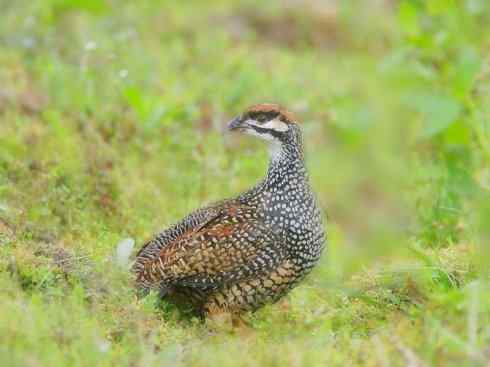 家禽驯化之源之九