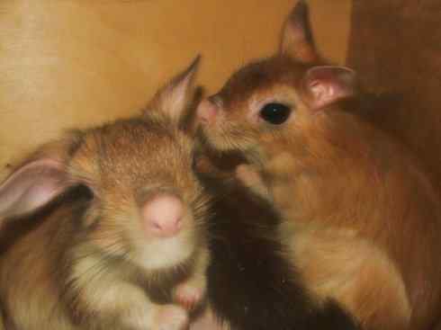 动物世界：山寨还是原创之八