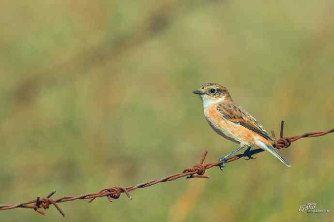 野鸭湖的黑喉石鵖（ji）