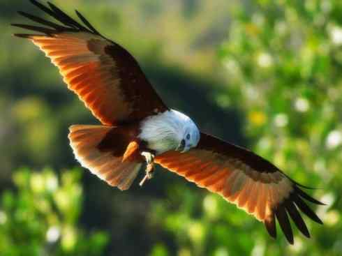 白头鸟系列：另类的美丽12