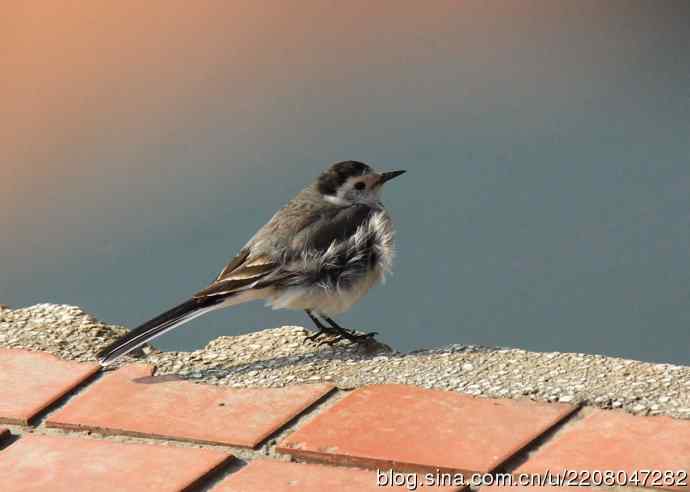 151.圣诞节送上12月份拍新鸟