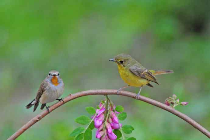 红喉姬鹟与绿背姬鶲