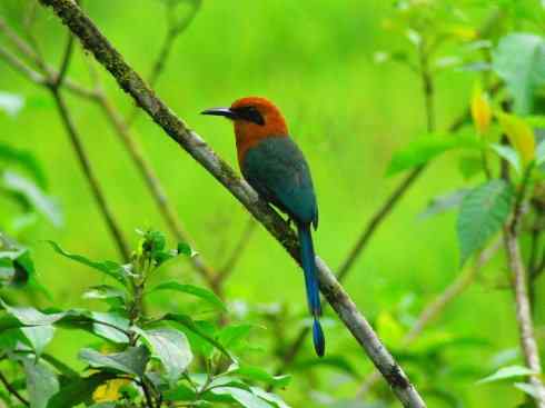 绝色攀禽:佛法僧目之翠鴗2 绝色攀禽:佛法僧目之翠鴗2