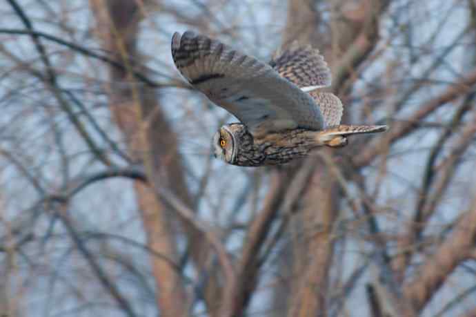 南海子湿地的长耳鸮 南海子湿地的长耳鸮