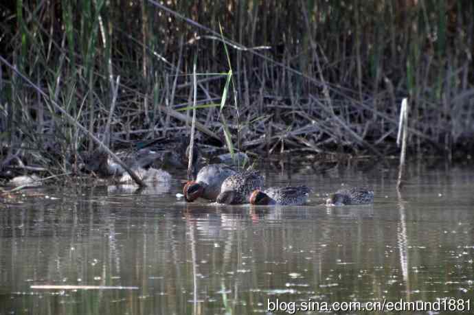 崇明东滩湿地公园十一月鸟况-望远镜打鸟