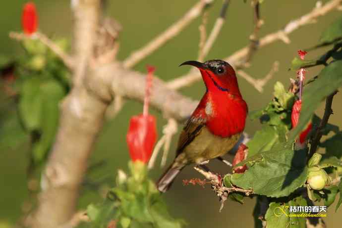 西双版纳拍鸟:黄腰太阳鸟 西双版纳拍鸟:黄腰太阳鸟