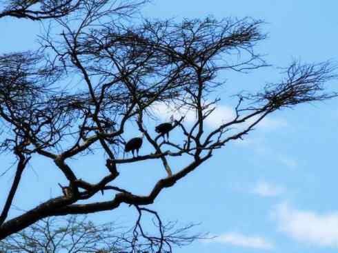 白头鸟系列：另类的美丽（吼海雕）