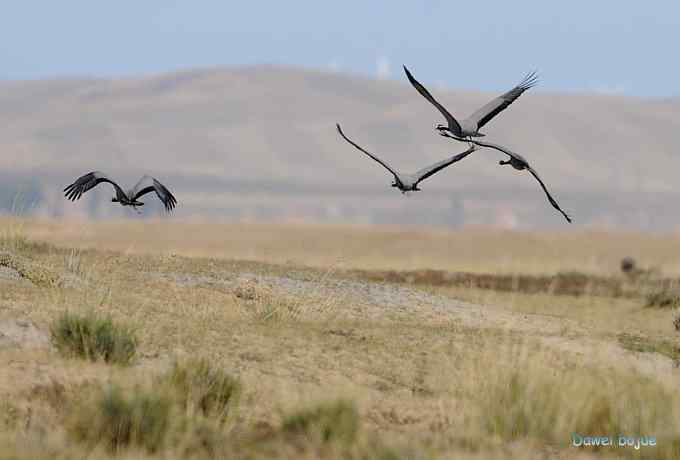 达里诺尔湖的蓑羽鹤 达里诺尔湖的蓑羽鹤