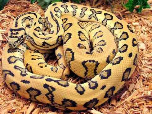 龙:传说的兽原型探秘(树蟒类) 龙:传说的兽原型探秘(树蟒类)