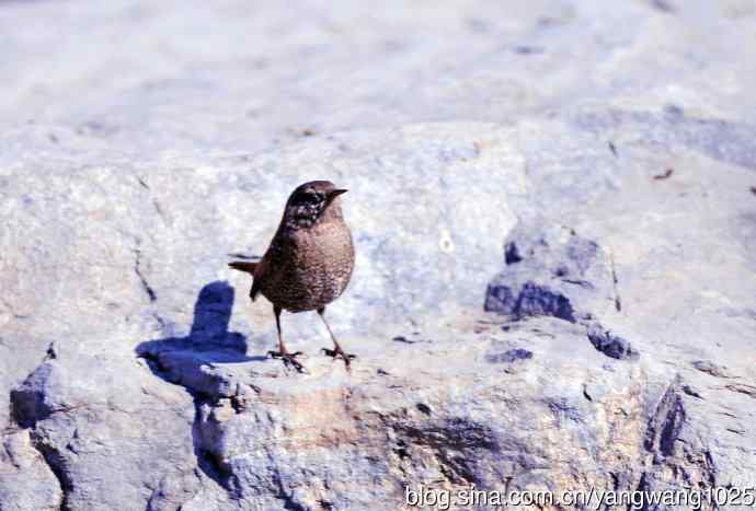石缝中钻出的鹪鹩 石缝中钻出的鹪鹩