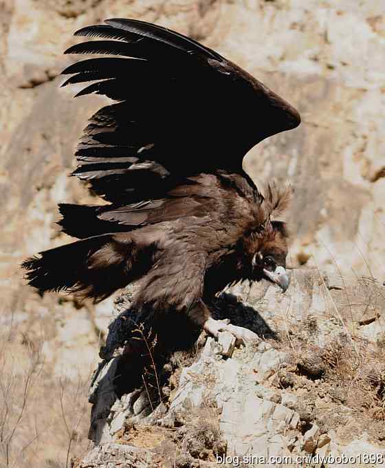 走近秃鹫：一段撼人心魄的拍摄经历