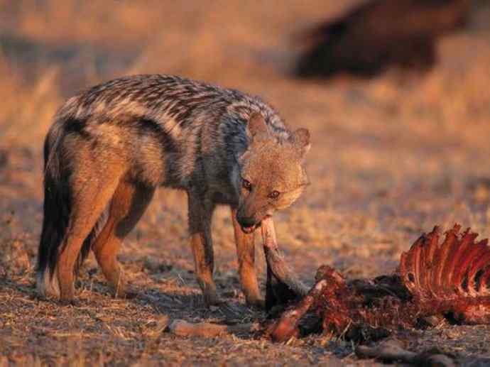 犬科：犬亚科犬属之西门豺、侧纹豺（胡狼类）