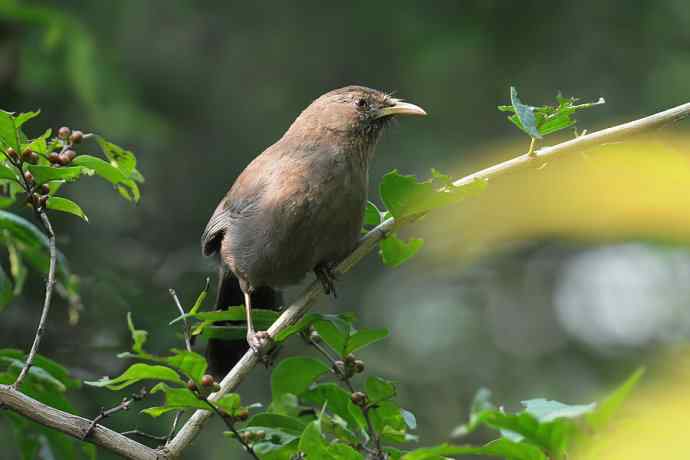 植物园的山噪鹛
