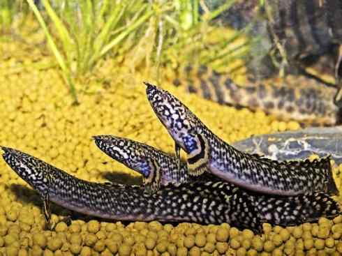 鱼类活化石:多鳍鱼 鱼类活化石:多鳍鱼