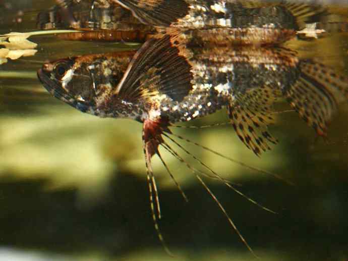 鱼类活化石:齿蝶鱼 鱼类活化石:齿蝶鱼