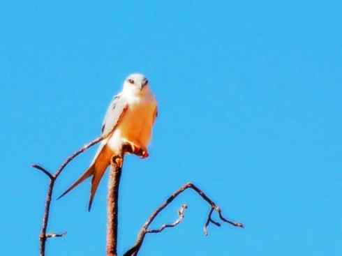 白头鸟系列：另类的美丽（燕尾鸢）