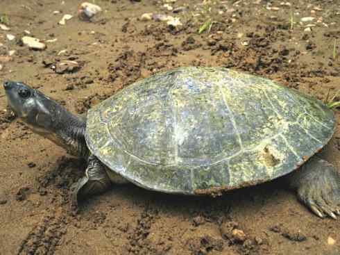 玄武：传说的兽原型探秘（侧颈龟类）