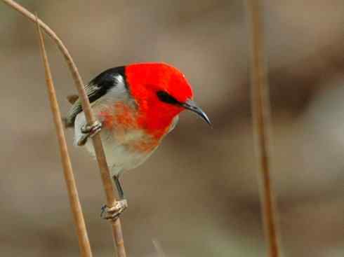 极品红色鸟类：绯红摄蜜鸟