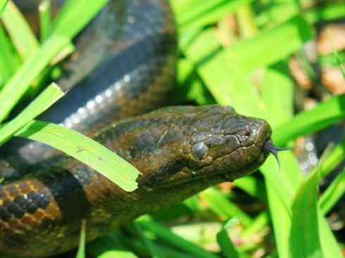 自然奇观：动物大迁徙(棱皮龟类)