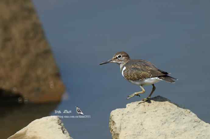 国庆期间拍到的矶鹬