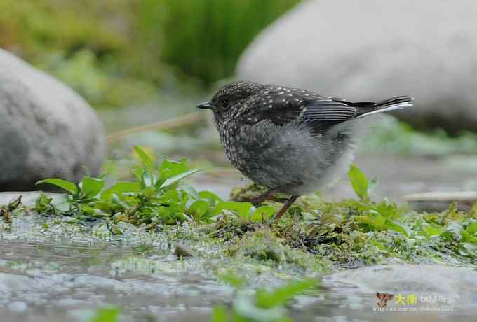 父爱如山：实拍红尾水鸲和它的四个宝宝们