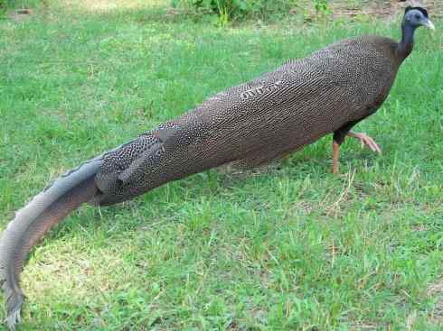 凤凰：传说中的鸟原型探秘（大眼斑雉）