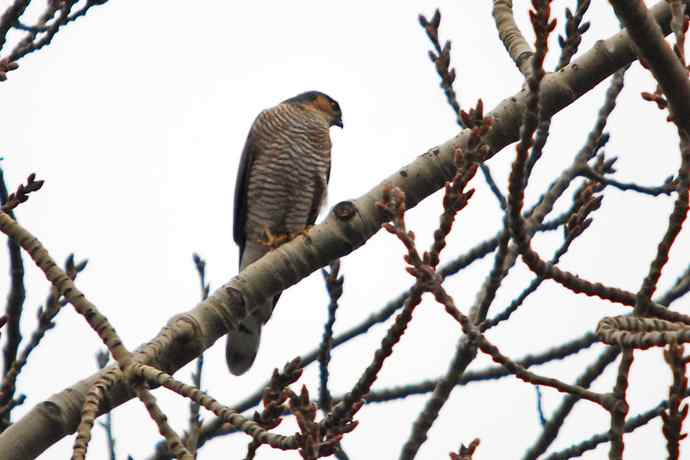 北京植物园赏鸟（九），雀鹰（组图）