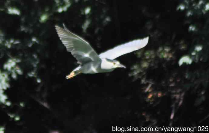 飞（夜鹭） wbr4