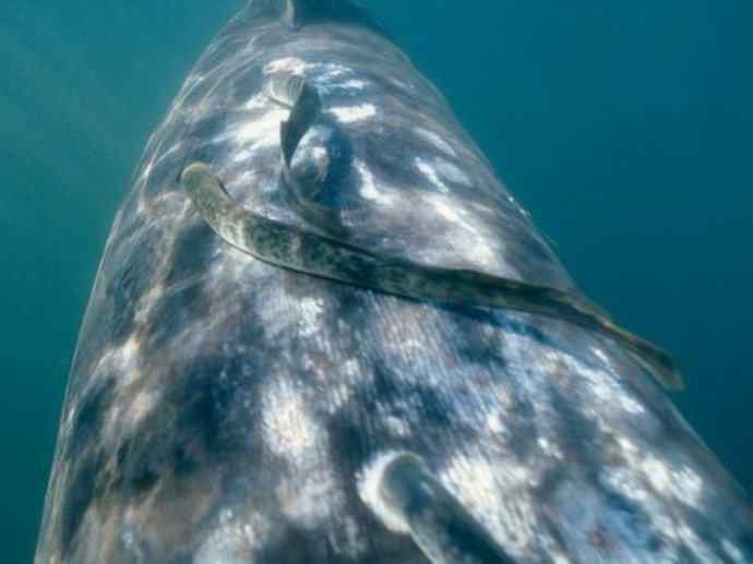 鱼类活化石：背眼七鳃鳗