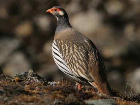 家禽驯化之源之十（松鸡、榛鸡、雉鸡、雪鸡）