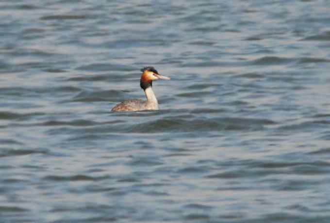 小白鹭现身京西永定河湿地