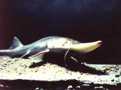 鱼类活化石:中华鲟 鱼类活化石:中华鲟