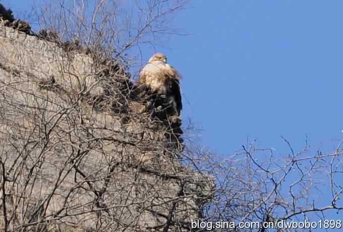 秃鹫和十渡的几只大鸟