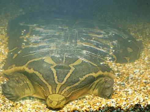 玄武：传说的兽原型探秘（鳖）