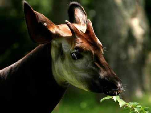 独角兽：传说的兽原型探秘（霍加狓）