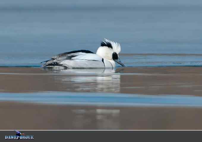 白秋沙和罗纹鸭记录