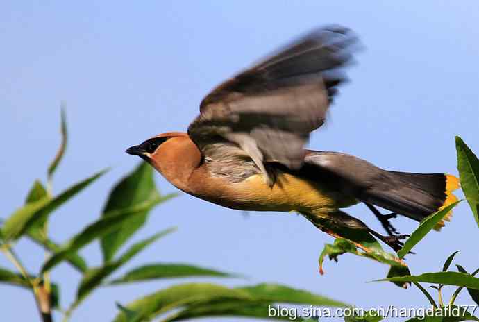雪松太平鸟（6）