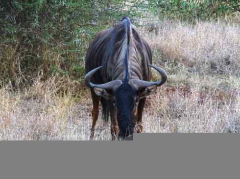 动物世界：山寨还是原创之九
