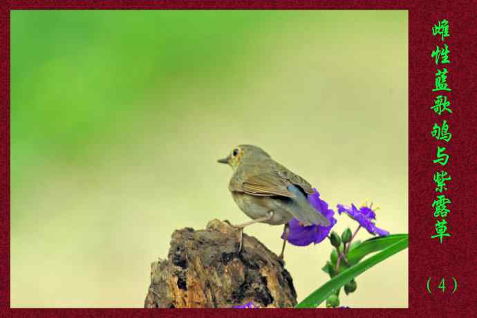 北京天坛公园的鸟类——雌性蓝歌鸲与紫露草（4）