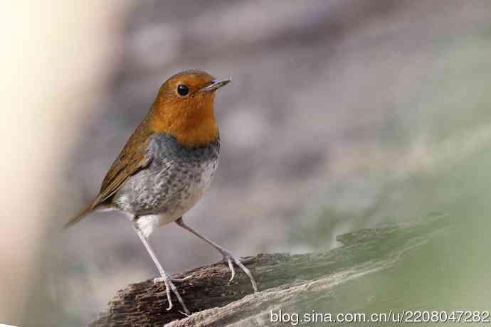 233.打鸟归来收获多多---(5)日本歌鸲 233.打鸟归来收获多多---(5)日本歌鸲